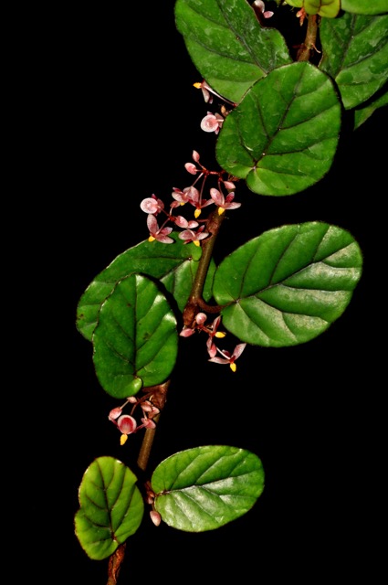 B. letestui